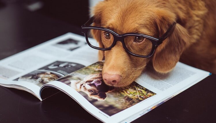 House Trained Dog